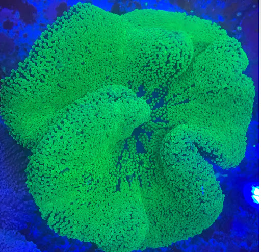 Reef Magic - Visual