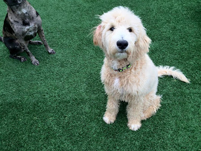 Biscuits Doggie Daycare