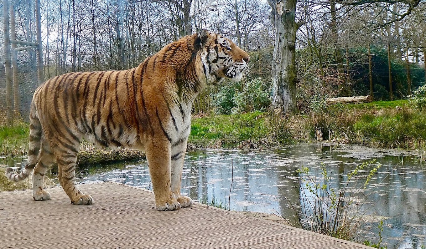 Photo of Amur tigers