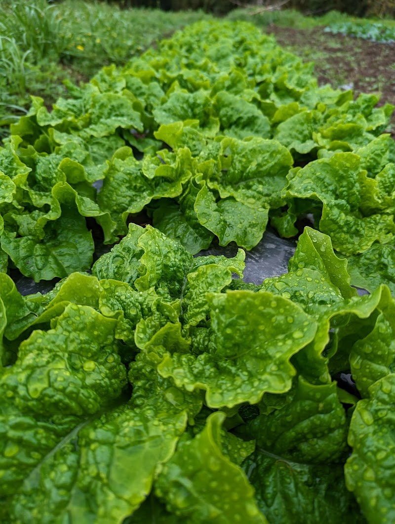 ファーム光徳 ひまわり畑