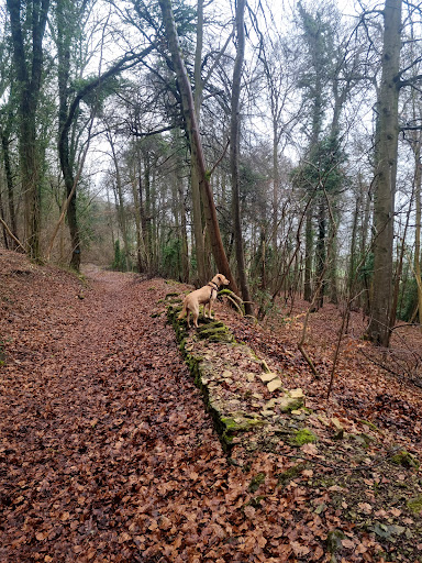 Coopers Hill nature reserve - Thumbnail