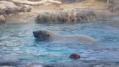 Rocky Shores at Hogle Zoo