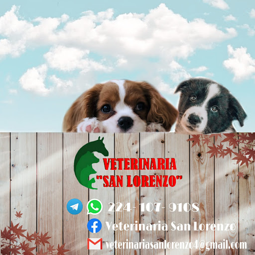 Veterinaria San Lorenzo