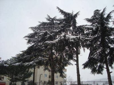 Sabiha Hamdi Türkay Primary School