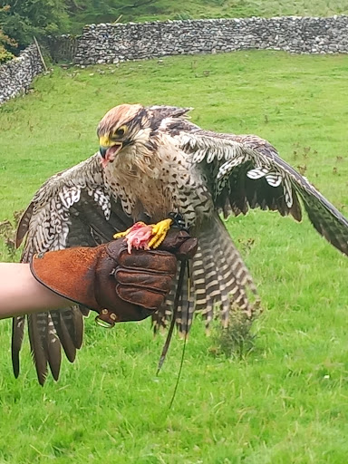 Settle Falconry - Visual