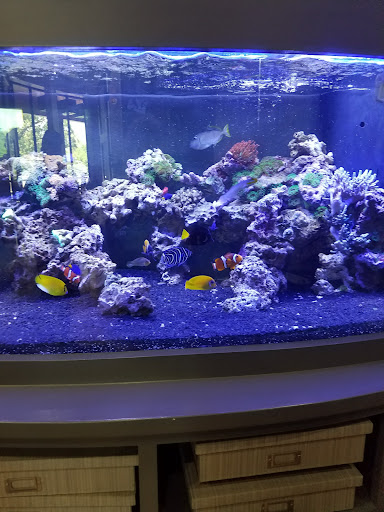 Reef Ready - Visual
