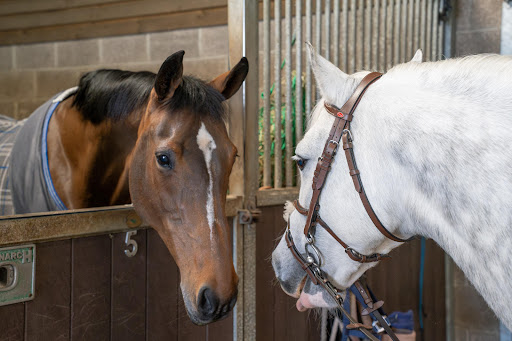Kings Bounty Equine Practice Gallery - United Kingdom