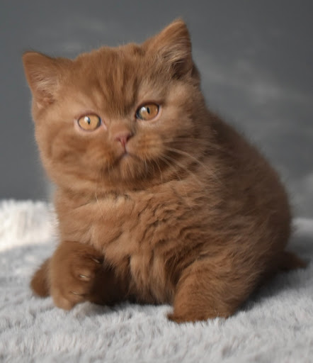 Chatterie Lord of Cats - Thumbnail
