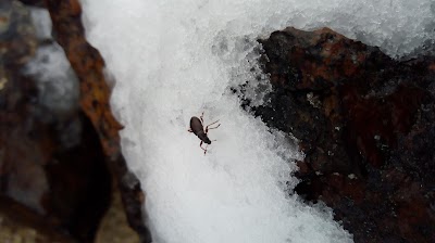 Photos of Nevado del Quind&iacute;o