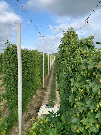 Pichlmeyer Hops - Visual