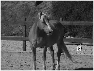 Photo n°1 de Les Écuries du Lou blanc à Mévouillon (Éleveur de chevaux)