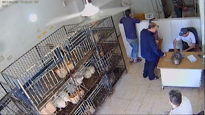 Photos of Poultry Amaireh