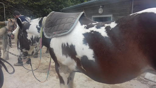 CENTRE EQUESTRE D AMBRIERES LES VALLEES - Thumbnail