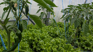 Photo n°21 de Ferme du Forezan à Cognin (Maraîcher)