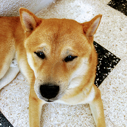 Photo n°4 de CLINIQUE VÉTÉRINAIRE SAVELLI - Moulin à Vent à L'Île-Rousse (Clinique vétérinaire)