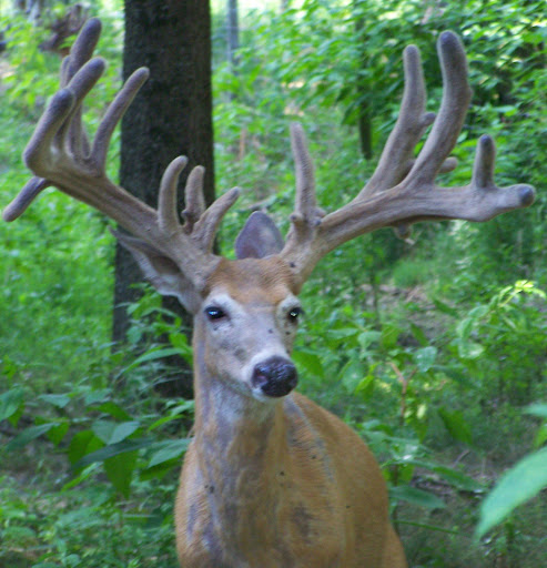 Samson’s Ridge, LLC - Illinois Deer Hunting - Thumbnail