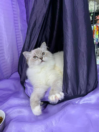 Cat-Walk.nl - Thumbnail