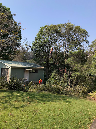 Limb-it-Less Tree Services - Thumbnail
