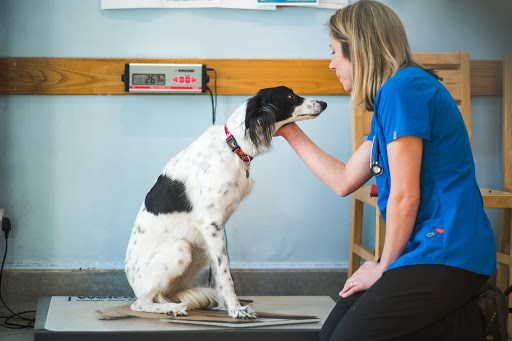 Christopher Carter Veterinary Surgery Gallery - United Kingdom