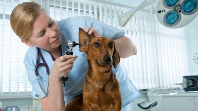Photos of "Vet ambulance Toto"