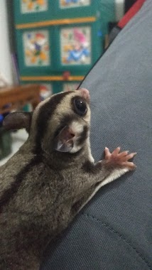 Z Sugar Glider, Author: On Step Film