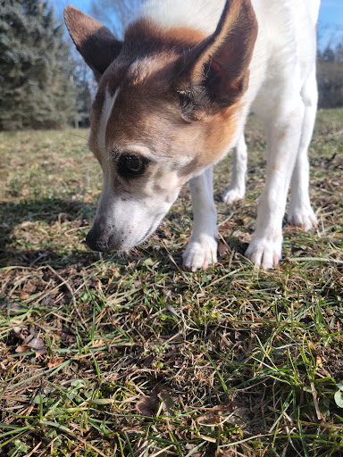 Southpointe Veterinary Hospital - Thumbnail