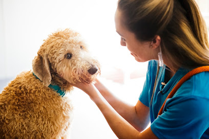 Dogtopia of Norfolk - Ghent