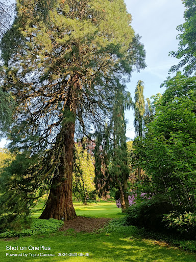 Mammoetbomen (Park Hartenstein)
