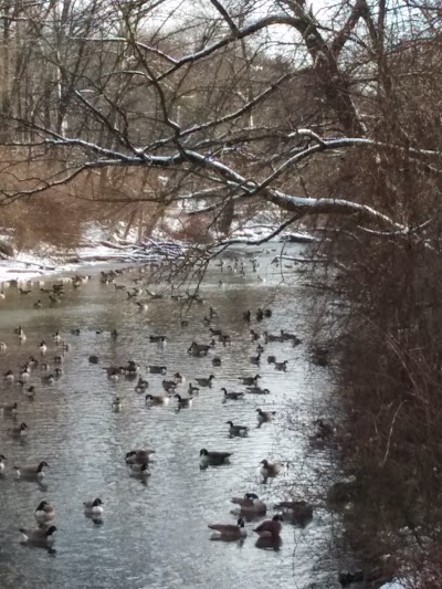 Gertrude B. Fox Conservation Area