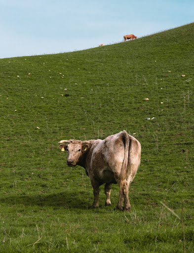 Cows Town - Visual