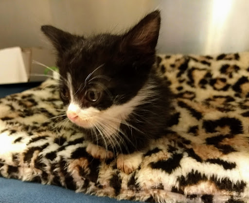 Park Pet Hospital - Thumbnail