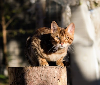 Deluxe Cattery - Bengal Cats For Sale