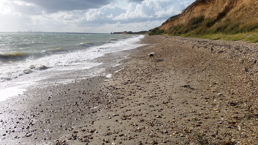 Meon Shore Hide