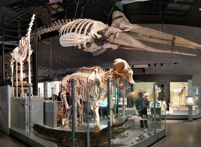 Musée national de la nature et des sciences de Tokyo