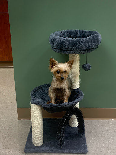 Eureka Family Pet Hospital - Thumbnail