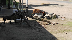 Cooperativa Agraria Tabacalera y Otros Ltda. , La Peña, San jacinto, Tumbes, Perú 1