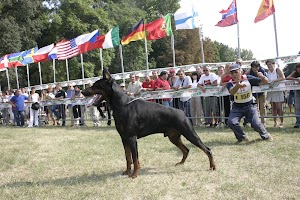 Allevamento Dobermann dei Sauli Grimaldi