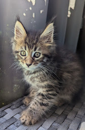 Photo n°16 de Chatterie des Lounix à La Chapelle-du-Bard (Éleveur)