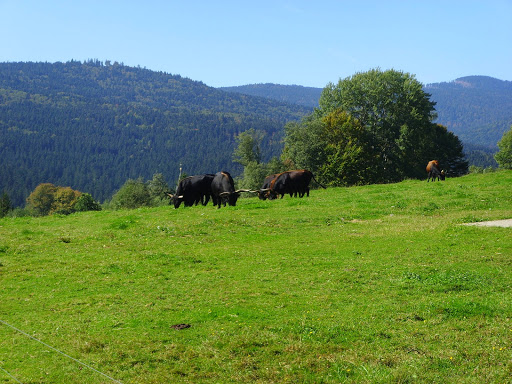 Nationalparkzentrum Falkenstein - Thumbnail