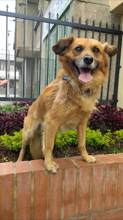 Photos of Clinica Veterinaria Animal Welfare