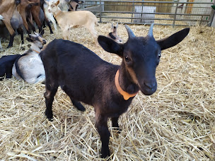 Photo n°29 de Ferme des p'tis bilounes/ La lodge de l'étoile du berger à Cenves (Gîte)