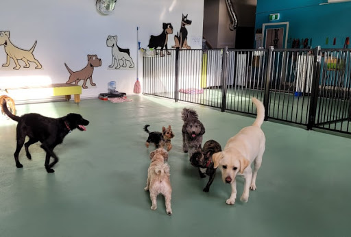 Paws Zone - Visual