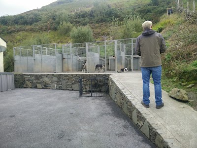 Photos of Joyce Country Sheepdogs