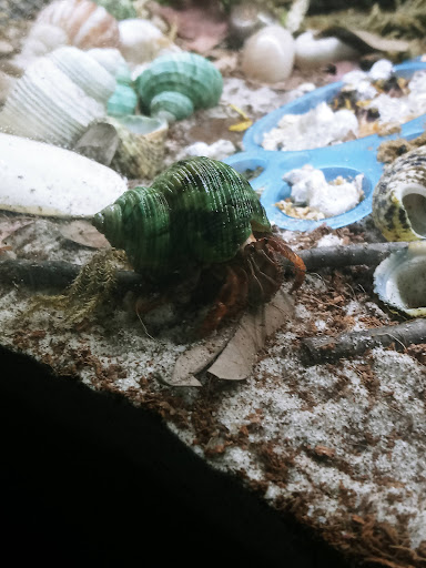 Mrs. K's Krabs - Thumbnail