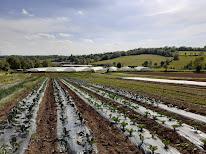 Les jardins de Pillemil à Saint-Georges-de-Noisné