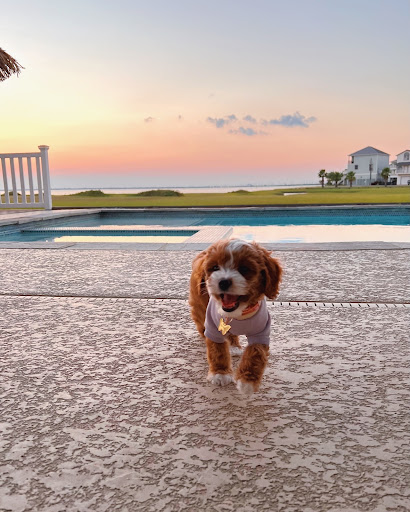 Artisan Miniature Goldendoodles And Bernedoodles - Thumbnail