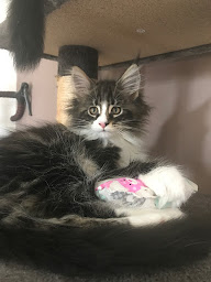 Photo n°7 de Chatterie Noralya Maine Coon à Nalliers (Éleveur de chats)