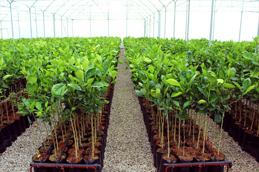 Maiorplant dell'Ing. Giovanni Baglione - Thumbnail