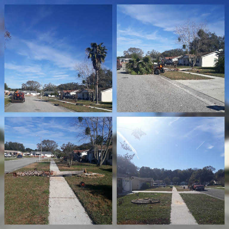 The Vine Tree Service LLC Tree Service in Zephyrhills