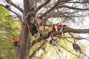 Photo n°15 de A la croisée des Arbres à Saint-Affrique (Service d'élagage)